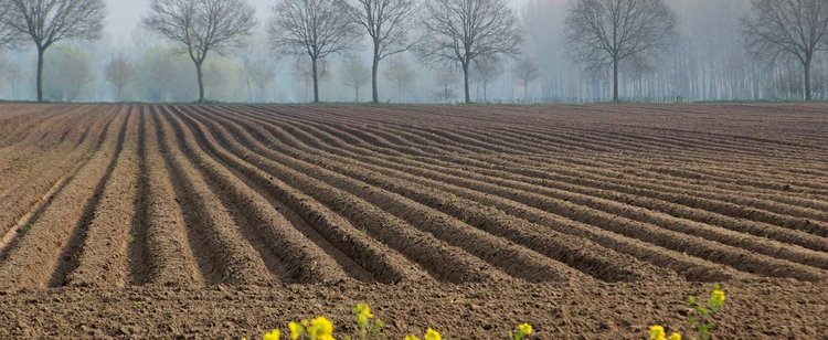 Ziemia rolna coraz droższa. Znamy powód podwyżek cen