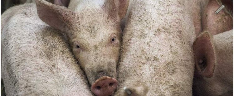 Udało się w jednym kraju UE. Oficjalnie ogłosili, są wolni od ASF