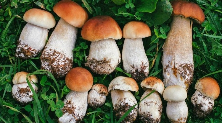 Jak błyskawicznie oczyścić grzyby z piasku?