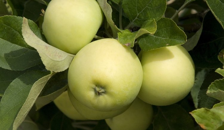 Jak wykorzystać papierówki? Nie każdy zna 1 niesamowity patent