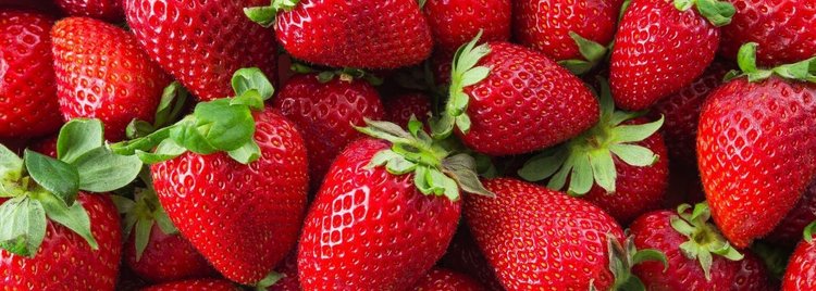 Ile można zarobić zbierając truskawki?