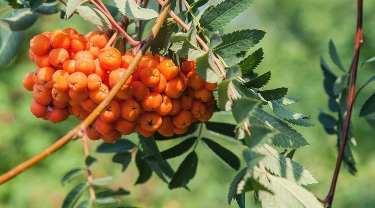Niezawodny przepis na konfiturę z jarzębiny