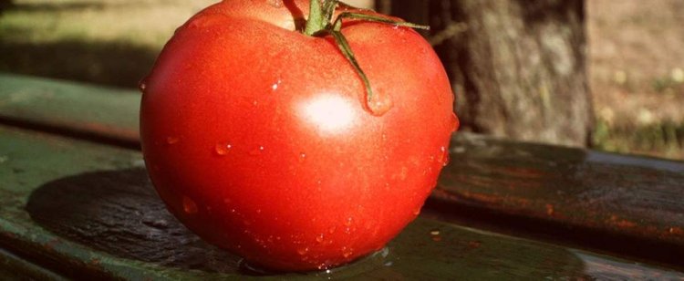 Pomidory osiągają horrendalne ceny. Nawet 30 zł zapłacisz za kilogram