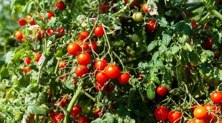 Prosty sposób na obfite zbiory pomidorów