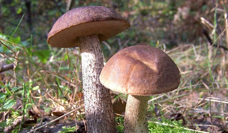 Pyszne kozaki w zalewie octowej. Przebój wśród przetworów