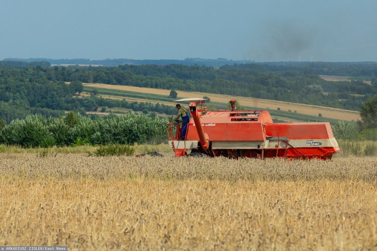 Izba Zbożowo-Paszowa: spadły krajowe ceny zbóż