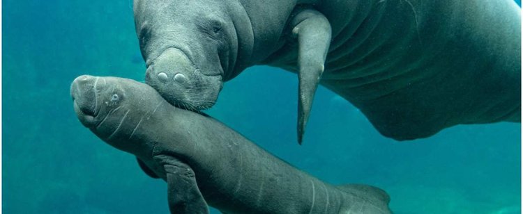 We wrocławskim zoo urodziło się zwierzę z zagrożonego gatunku. Będziesz mógł wymyślić dla niego imię