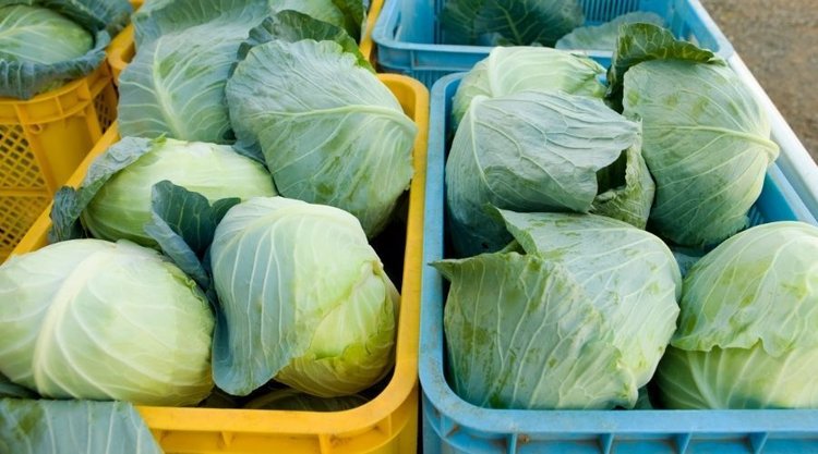 156 ton kapusty po gradobiciu trafi do Biedronki