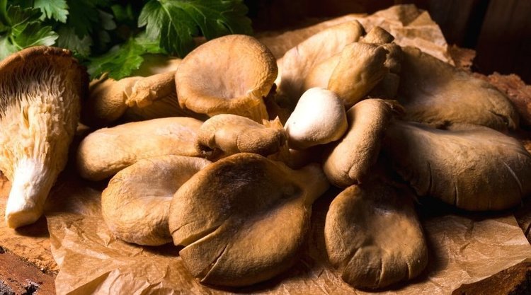 Wyjątkowe pieczone boczniaki ze świeżym tymiankiem. Prawdziwa eksplozja smaku
