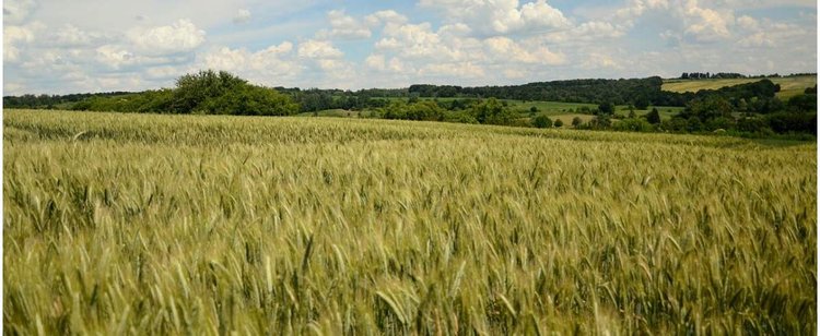 Porażające znalezisko w polu na Mazowszu. Ktoś ukrzyżował żurawia, widok tylko dla dorosłych