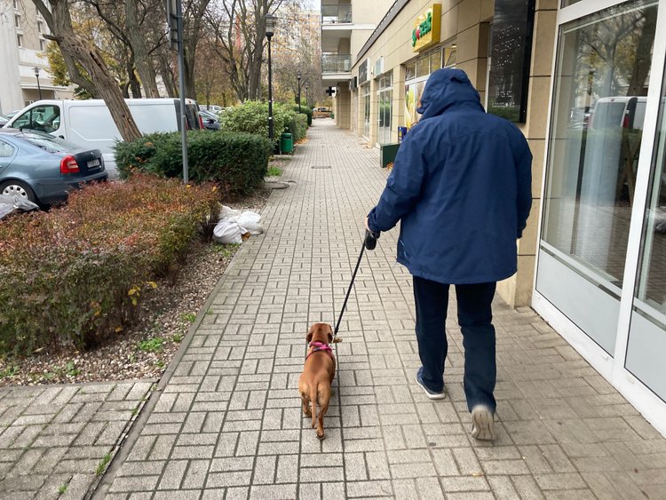 Ile zarabia petsitter w Warszawie? Prezes Petsy zdradza stawki, kwota jest pokaźna