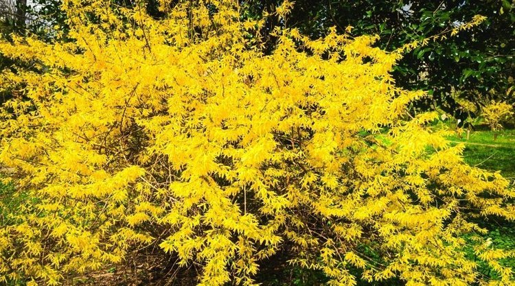 Niezwykły przepis na herbatę z forsycji. Sezon na nią właśnie trwa