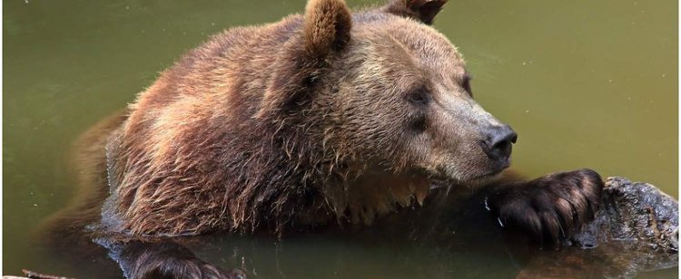 23-latek z Warszawy rzucił się na niedźwiedzicę. Próbował w ZOO utopić zwierzę, miał 1,5 promila we krwi