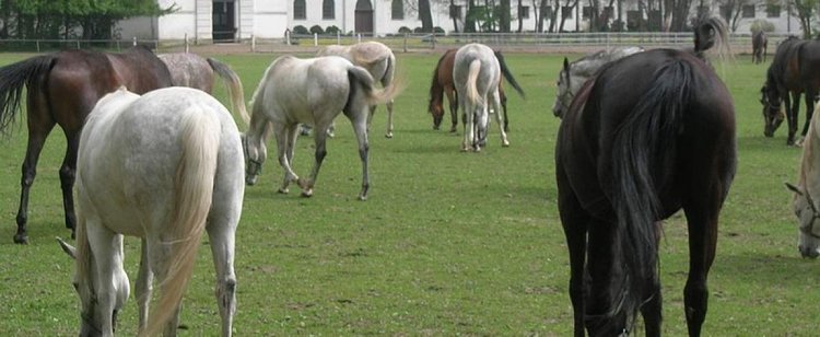 Była kultowym miejscem nie tylko dla Polaków. Teraz Janów Podlaski szura o dno
