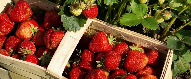 Otwarte pole truskawek dla wszystkich, znamy lokalizacje