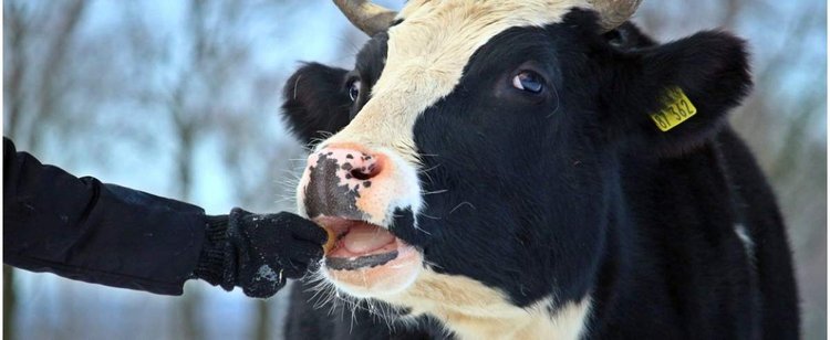 Przytulanie się z krową nowym biznesem? Brzmi zabawnie, ale przynosi krocie