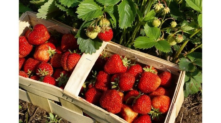 Truskawkowy Dziadek zrezygnował z plantacji