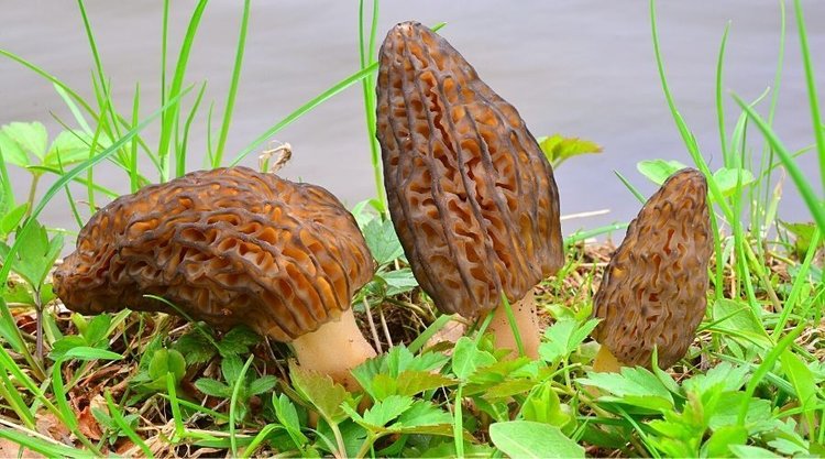 Co można zrobić z wiosennych grzybów? Garść pysznych pomysłów