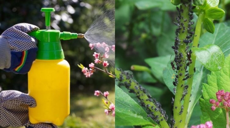 Jak naturalnie pozbyć się mszyc z roślin?