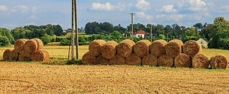 Rolnicy wywalczyli to co chcieli? Rząd chce im dać pełne rekompensaty