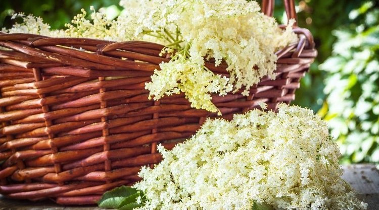 Niezwykły przepis na syrop z kwiatów czarnego bzu