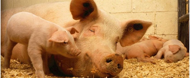 W sklepach ma być znacznie drożej. Szczególnie w tych mięsnych