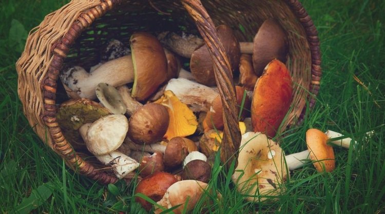 Wyjątkowy nieurodzaj grzybów w pomorskich lasach
