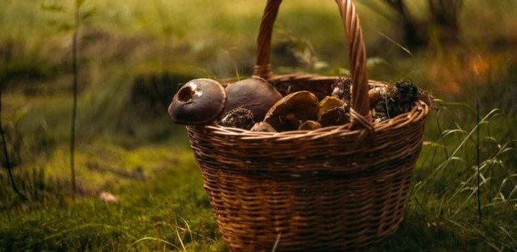 5 najzdrowszych grzybów na świecie