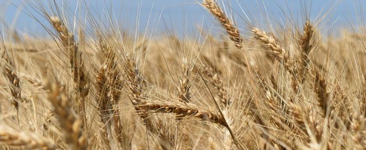 Dzierżawa. Czym jest dzierżawa? Co można wydzierżawić?