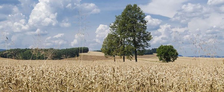 Zakaz sprzedaży państwowej ziemi. Rząd podjął decyzję