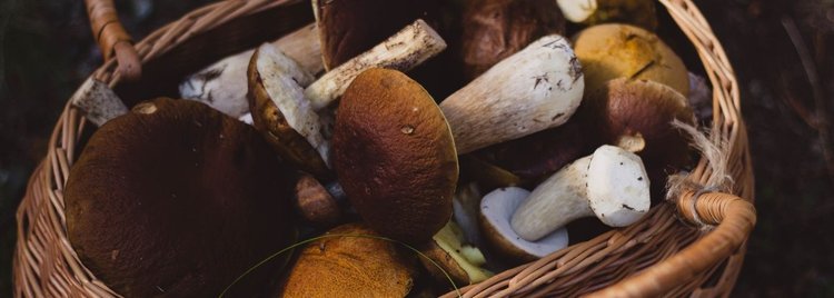 Gdzie są pierwsze zajączki i borowiki?
