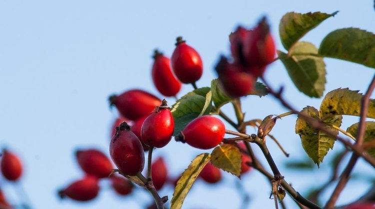 Wyjątkowy przepis na dżem z dzikiej róży