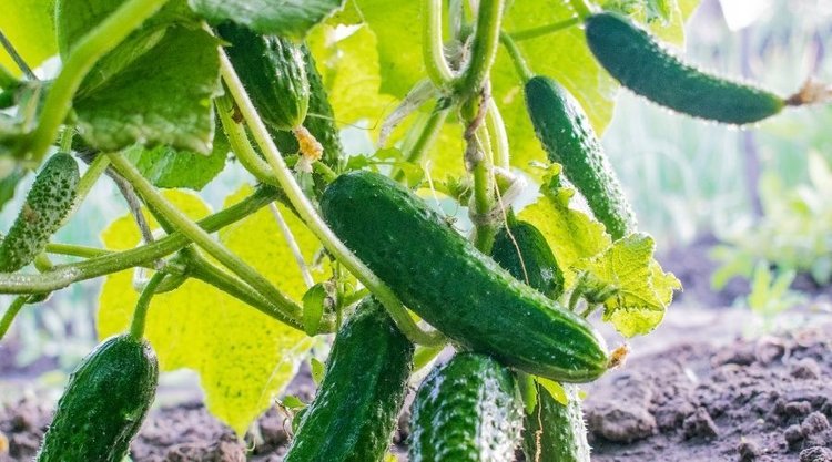 Prosty sposób na obfite zbiory ogórków. Pomoże domowa mieszanka