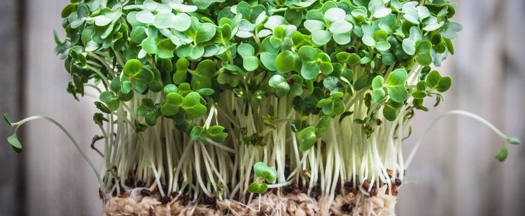 Dlaczego na wielkanocnym stole nie może zabraknąć rzeżuchy?