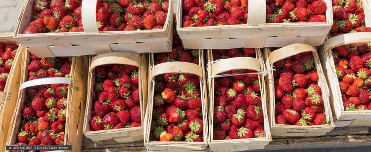 Ile kosztują teraz truskawki? Sezon truskawkowy się rozpędza