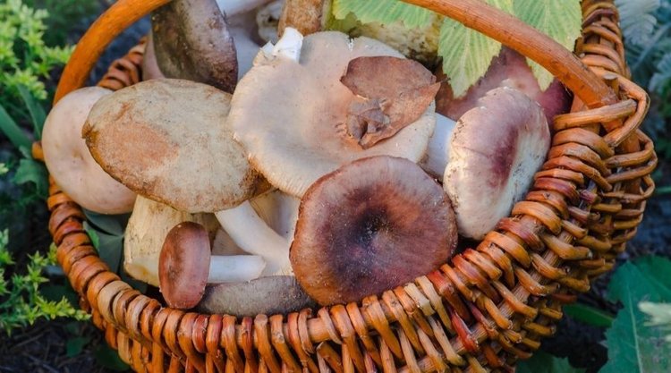 Dlaczego warto jeść pieczarki?