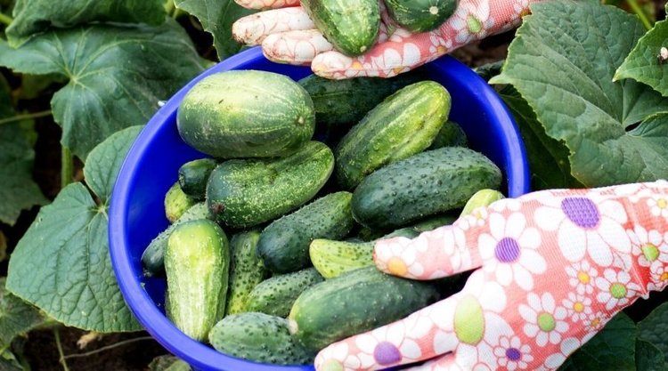 Naturalny i szybki sposób na obfite zbiory ogórków