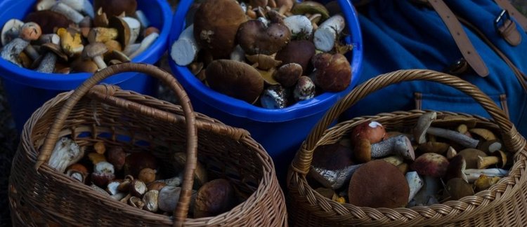 Dlaczego warto iść na grzyby o świcie?