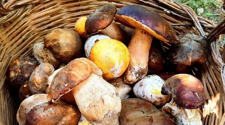Jak przechowywać grzyby, w lodówce, mrozić czy suszyć? Jeden sposób ma dużą zaletę