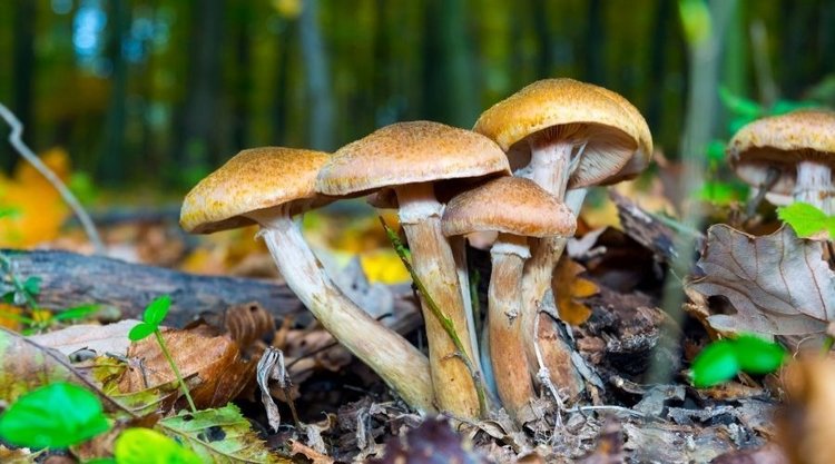 Właśnie w lasach pojawiły się opieńki