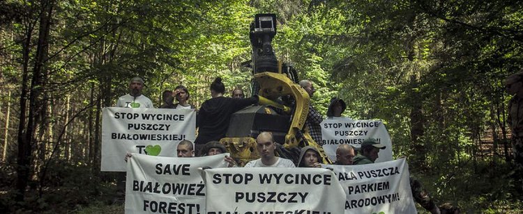 GW: Puszcza Białowieska znów będzie ścinana. Jest pomysł na ominięcie zastrzeżeń KE