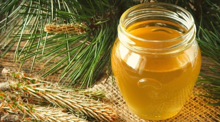 Niezwykły przepis na domowy syrop z pędów sosny
