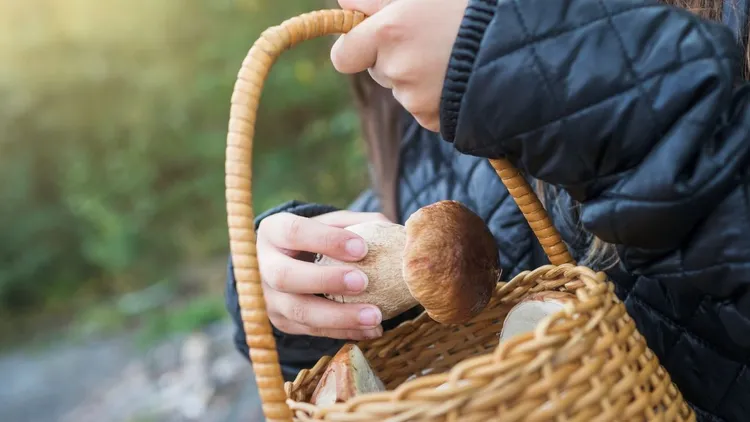 Sanepid ostrzega grzybiarzy. Nawet jadalne grzyby mogą spowodować zatrucie
