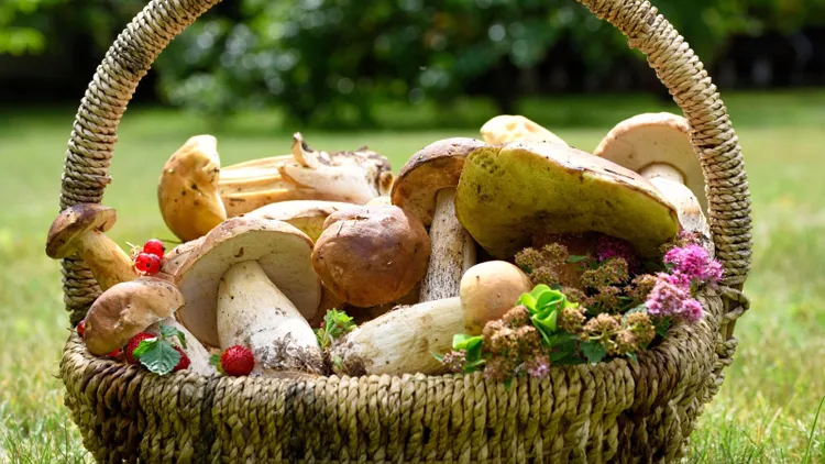 Już pojawił się w polskich lasach. Za kilogram tego grzyba płacą ponad 8 tys. zł