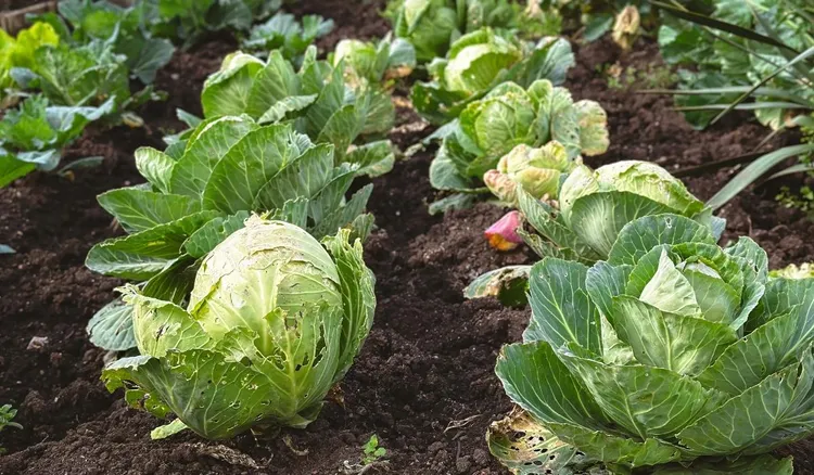 Pan Rafał zaprasza na samozbiór kapusty. 20 groszy za kilogram