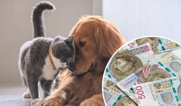 500 plus na psa i kota. Wiemy, komu należy się dofinansowanie