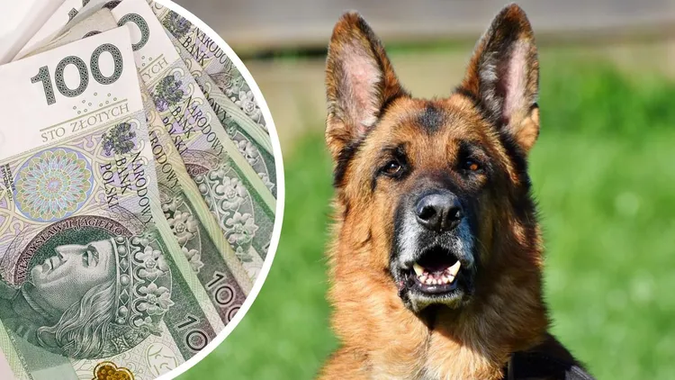 Dodatek do emerytury dla psa. Można dostać nawet 510 złotych