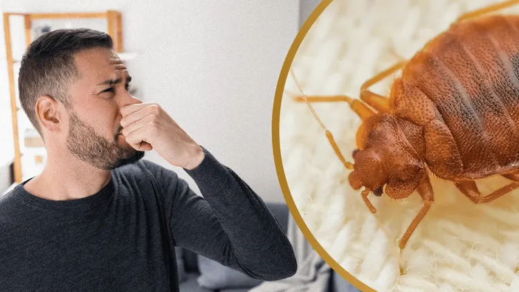 Tak pachną pluskwy w mieszkaniu. Te 3 sygnały ostrzegają, że masz poważny problem