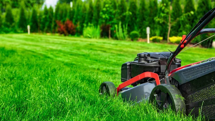 Gdzie wyrzucić skoszoną trawę? Nie popełnij tego błedu, można dostać nawet 500 zł kary