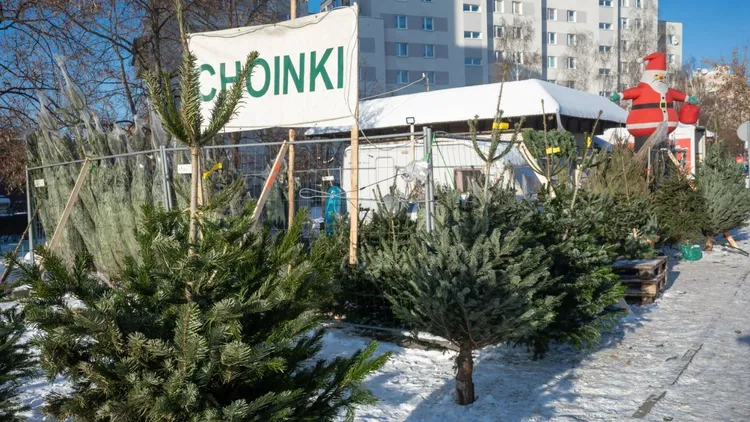 Tanie choinki w dyskontach w całej Polsce. Ucieszą się nie tylko klienci Lidla i Biedronki